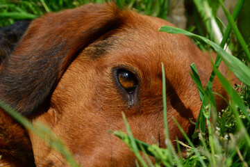 dog in the grass