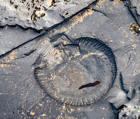 Close up of an ammonite fossil in soft shale rock on the Scaur of Whitby beach © yackers1