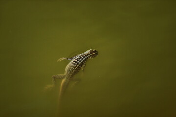 lizard in the water