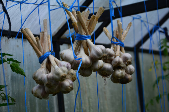 garlic