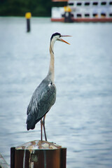 grey heron with view of the water