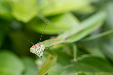 Closeup of Praying Mantis
