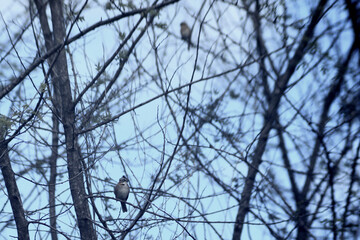 bird on a branch