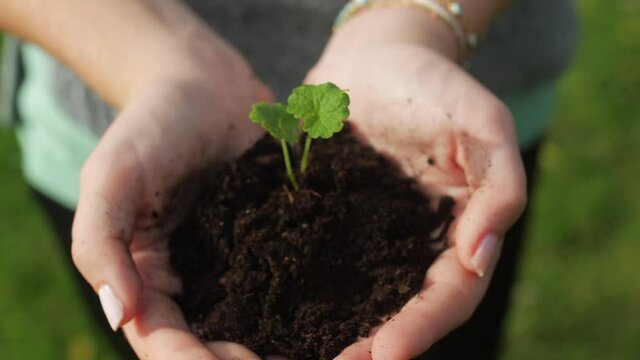 Handful of Soil with Young Plant Growing. Concept and symbol of growth, care, sustainability, protecting the earth, ecology and green environment. female hands. Slow motion 180 fps