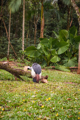 flamingos and birds on land with a lake in the background