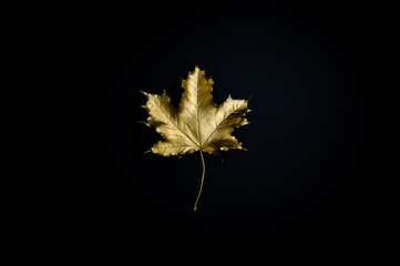 Golden autumn or October concept. Gilded maple leaf against black background.