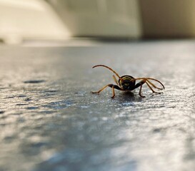 cockroach