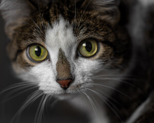 large portrait of a domestic gray cat with yellow-green eyes