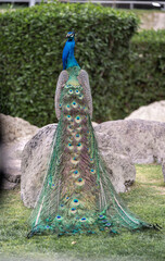 Obraz premium peacock showing of a model pose on a rock 
