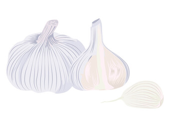 Garlic vector stock illustration. Garlic cloves and the head of the plant. With a pungent smell, it is used in cooking and medicine. Isolated on a white background.