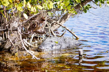 tree in the water