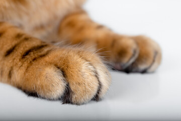 Front paws of a bengal cat close up on a white background