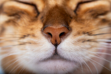 Nose, mouth and whiskers of bengal cat close up, selective focus