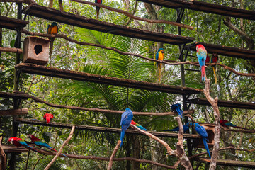Fototapeta na wymiar red, green and blue macaws at the zoo among the trees