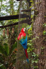 red, green and blue macaws at the zoo among the trees