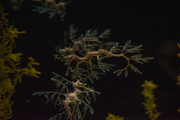 Fototapeta na wymiar a fish tree inside the aquarium in the dark