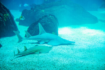 two blue sharks inside the marine aquarium