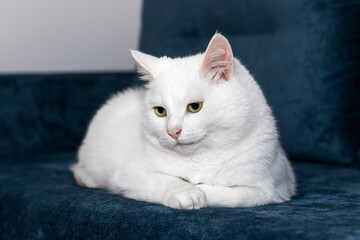 Fototapeta na wymiar A big white cat is lying on the couch. A pensive look.