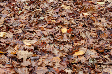 Leaves on the ground