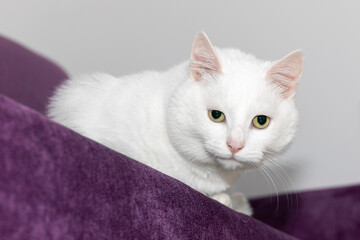 A big white cat is lying on the couch. Tired senior cat.