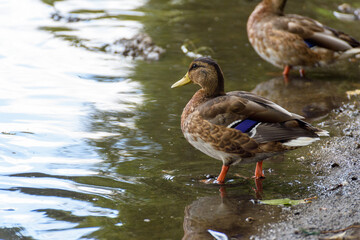 duck in the city pond on the water close-up on a sunny day