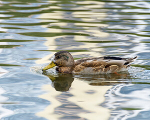duck in the city pond on the water close-up on a sunny day