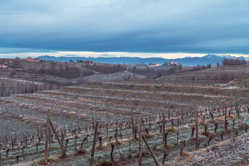 Cold misty morning in the vineyards of Italy
