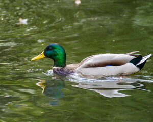 duck in the city pond on the water close-up on a sunny day