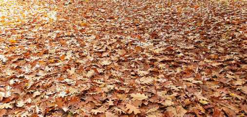 Dried leaves in winter