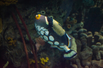Naklejka na ściany i meble a black, white and yellow fish in the aquarium