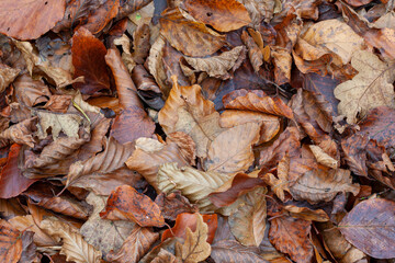 Leaves on the ground