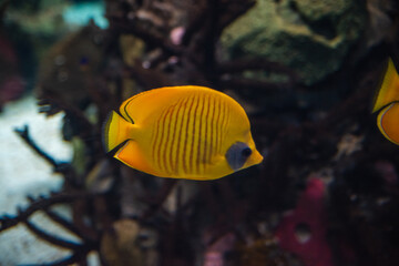 Fototapeta na wymiar a yellow fish with blue in the aquarium