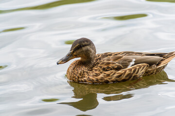 duck in the city pond on the water close-up on a sunny day
