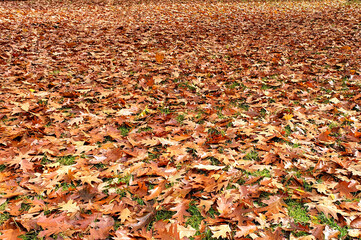 Dried leaves in winter