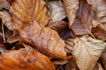 Leaves on the ground