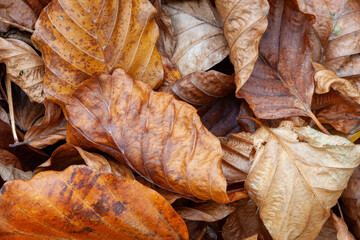 Leaves on the ground