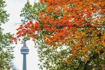 CN Tower in autumn with beautiful red orange fall colours