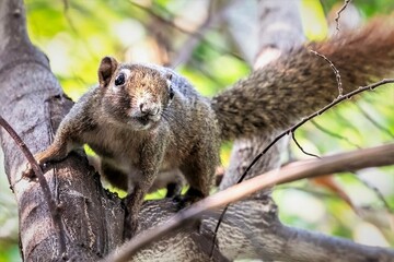 squirrel on a tree