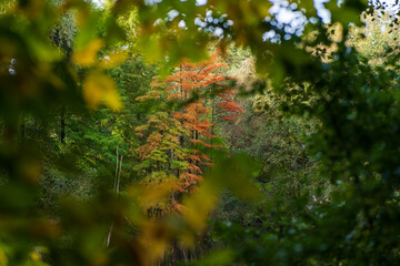 Herbstbaum