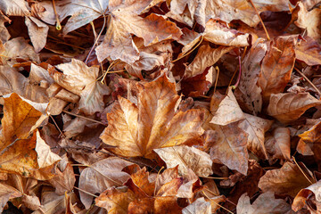 Leaves on the ground