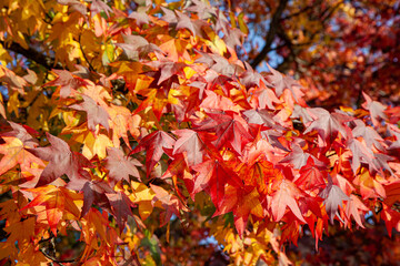 Autumnal leaves on tree