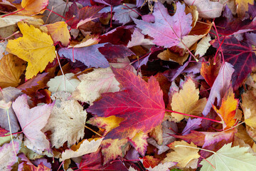 Leaves on the ground