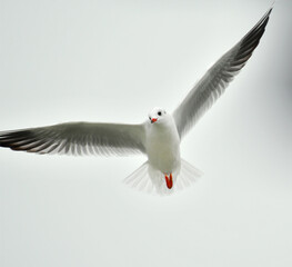 Seagulls in flight Romania 58