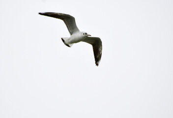 Seagulls in flight Romania 50