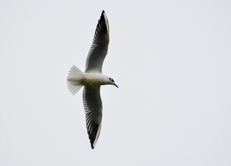 Seagulls in flight Romania 46