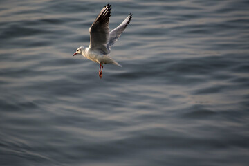 Seagulls in flight Romania 38