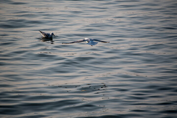 Seagulls in flight Romania 37