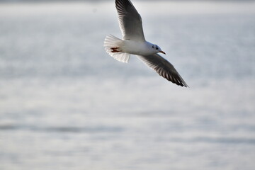 Fototapeta na wymiar Seagulls in flight Romania 35