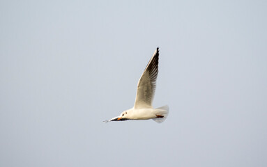 Seagulls in flight Romania 27