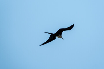 Fototapeta na wymiar Seagulls in flight Romania 7